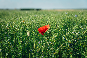 A single red poppy growing in a field in France