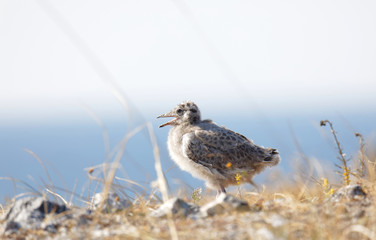 Closeup of a cute Seagull chick bird (latin: Laridae) walking on a cliff