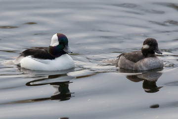 Pair of Bufflehead ducks in the water