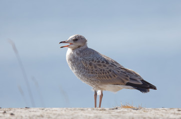Profile of a Seagull bird (latin: Laridae) on a cliff, blue sky in the background