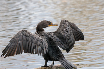 Cormorant drying its wings on a log