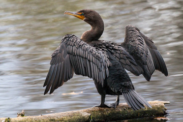 Cormorant drying its wings on a log