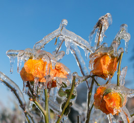 Frozen orange flower blossoms