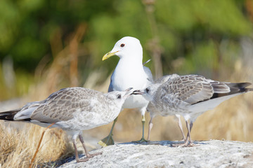 Two chicks protected by the mother Seagull bird (latin: Laridae)
