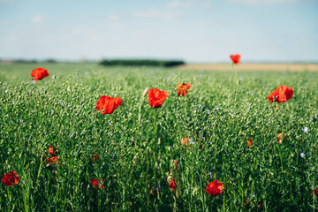 Red poppies growing in a field in France