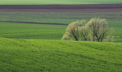 Spring fields green landscape