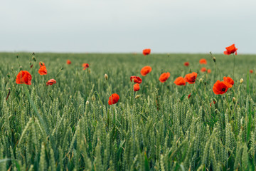 Red poppies growing in a field in France