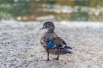 Close up of a jevenile duck with blue tipped wings walking away from the camera