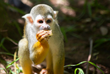 Squirrel Monkey Eating