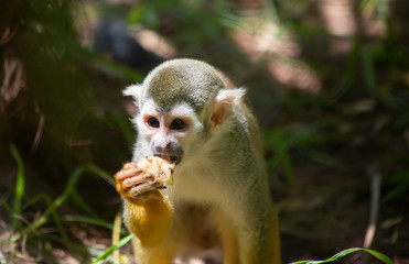 Squirrel Monkey Eating