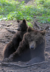 Obraz na płótnie Canvas Bear mother and cub, wildlife tenderness