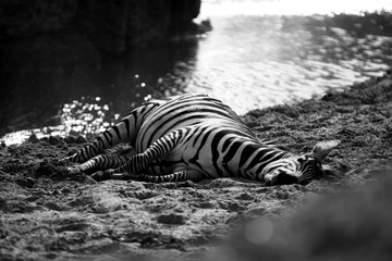 Fototapeta na wymiar Lazy zebra