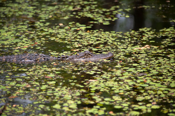 American Alligator