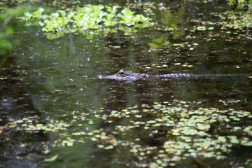 American Alligator