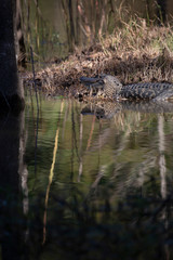 King of the Swamp