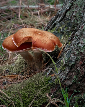 Pilze angeknabbert