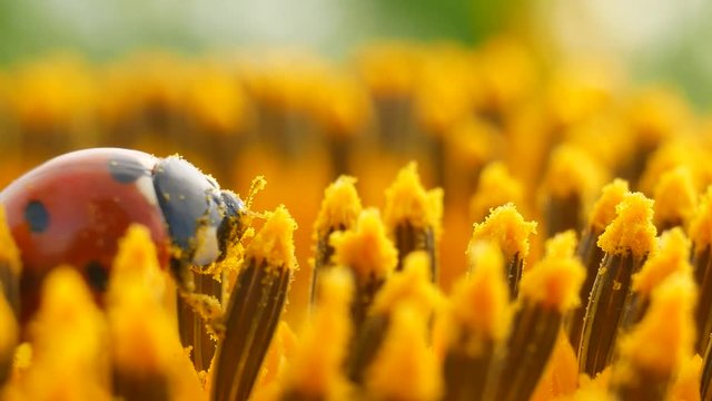 Red ladybug with pollen on yellow sunflower on sun