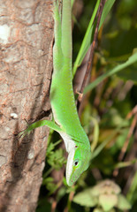 Green Anole