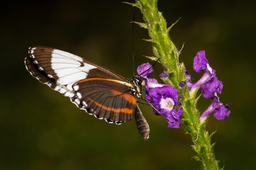Cydno longwing butterfly in The Arenal Rainforest, Costa Rica