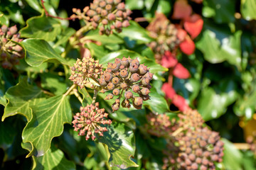 Fruchtstand des Efeus im Herbst