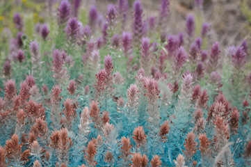 Purple flowering plants with magical multicolored tinting as a background