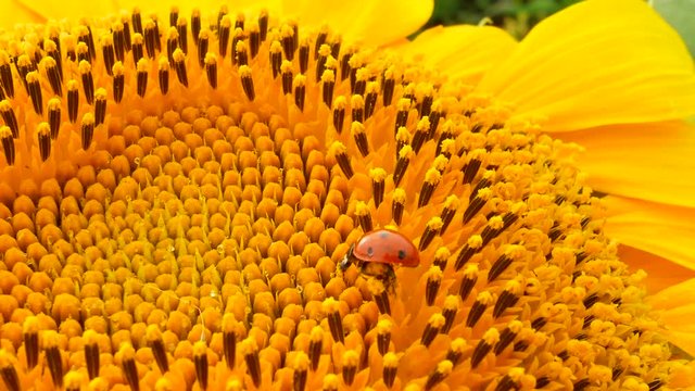 Red ladybug with pollen on yellow sunflower on sun