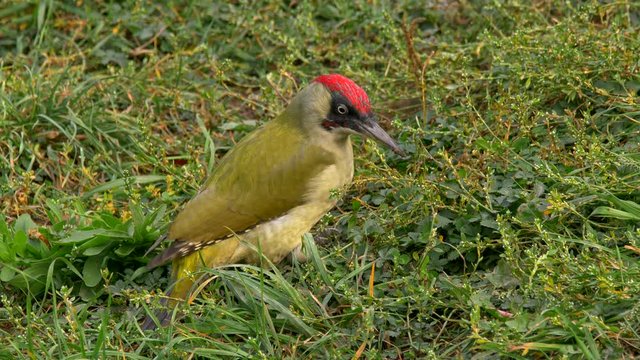 European green woodpecker (Picus viridis) looking for ants
