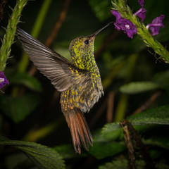 Rufous-tailed hummingbird in The Arenal Rainforest, Costa Rica