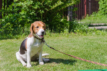 English Beagle, a breed of blood-hunting dogs, on a leash