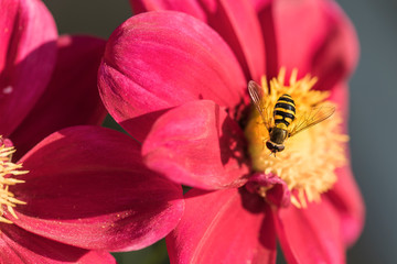 Black and yellow striped fly on a flower