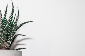Succulent plant Haworthia striped in diy hand-made concrete flowerpot on white fon