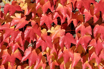 Rote Blätter - Wilder Wein