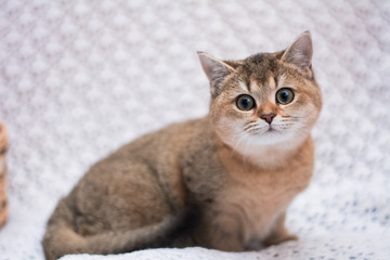 kitten cat Scottish straight, loose fluffy, animal munchkin