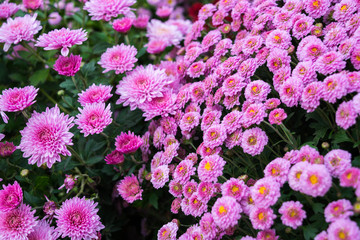 Chrysanthemums