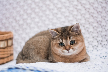 Obraz na płótnie Canvas kitten cat Scottish straight, loose fluffy, animal munchkin