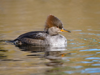 Female Hooded Merganser Swimming in Fall