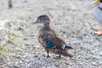 Close up of a juvenile duck with blue wing tips and beak  from the side rear. Grenadier Pond, High Park, Toronto Ontario, Canada