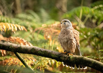 Birds of Prey Event - Kestrel sitting on branch in the forest