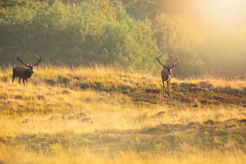 Male red deer stag cervus elaphus, rutting during sunset