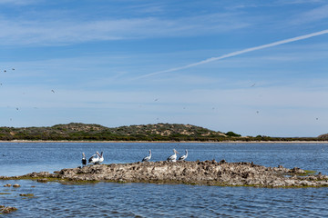 Pelicans in the wild along the Coorong area of South Australia
