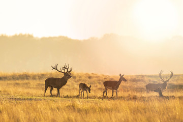 Herd of red deer cervus elaphus rutting and roaring during sunset