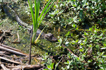 Baby Alligator