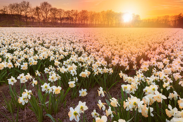Colorful blooming flower field with white Narcissus or daffodil during sunset.