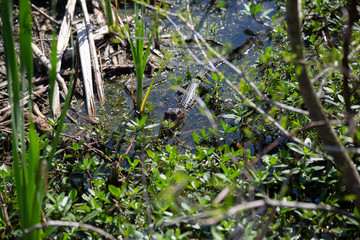 Baby Alligator