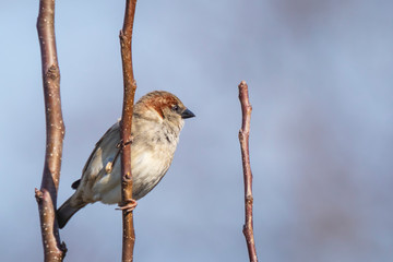 Closeup of a male House Sparrow bird (passer domesticus) foraging in a hedge