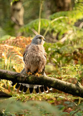 Birds of Prey Event - Kestrel sitting on branch in the forest