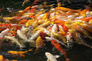 Obraz na płótnie Canvas Fish (carp) in a pond. Concept of crowd and overwhelm