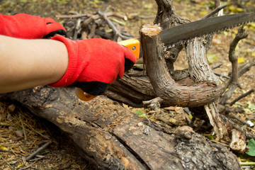 Human hand with handsaw cutting the tree branch.