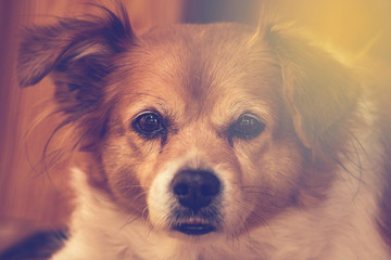 Portrait of a happy cute brown dog , closeup face