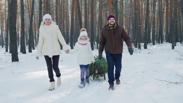 A married couple with a child walks through a snow-covered forest, a girl is dragging a sled with a Christmas tree. Christmas Eve and New Year's Eve.